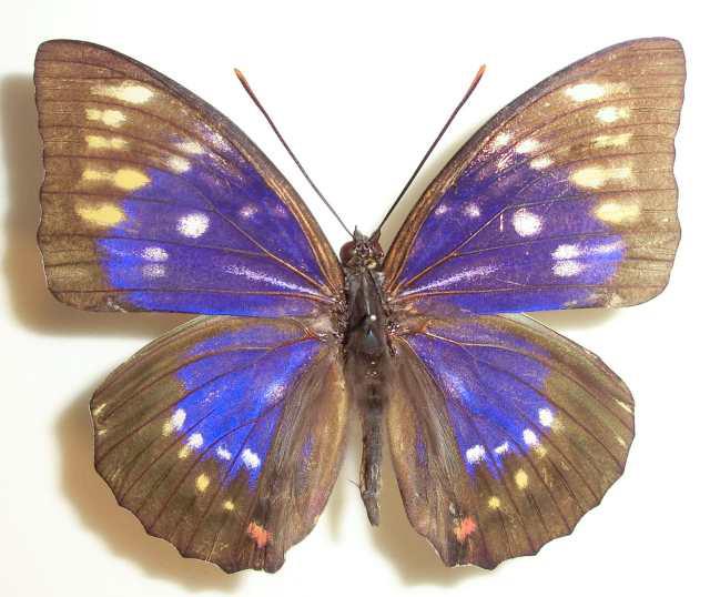 Sasakia charonda (Aberration, Liaoning China) 1 (Internet Image property of respective owner, non-commercial use only)